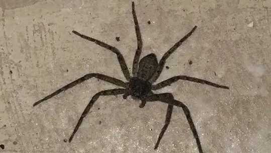 Mid Central Pest Control Picture 2