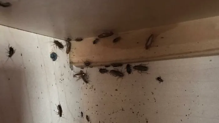 Mid Central Pest Control Picture 7
