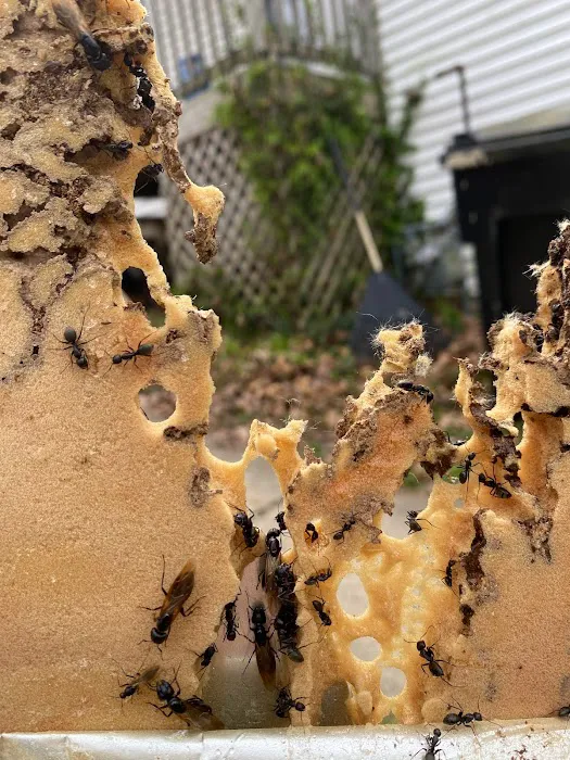 Mid Central Pest Control Picture 4