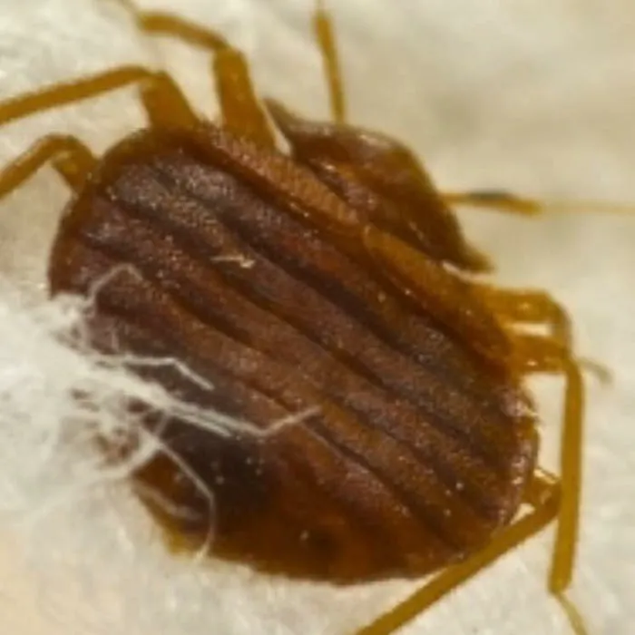 Mid Central Pest Control Picture 1