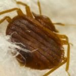 Mid Central Pest Control