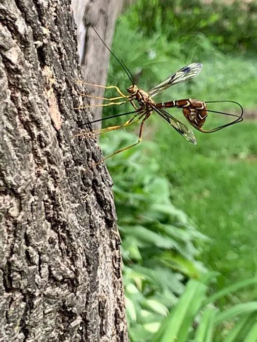 Mid Central Pest Control Picture 9