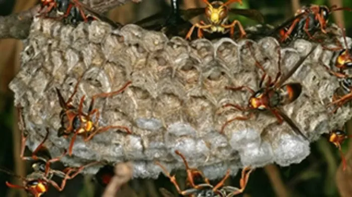Mid Central Pest Control Picture 5