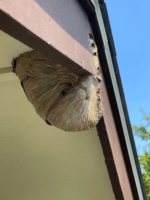 DTG Pest Control Picture 2