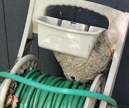 DTG Pest Control