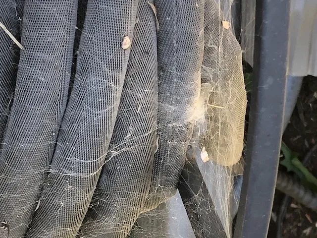 Fox Pest Control Picture 1