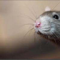 Rose Pest Solutions ico