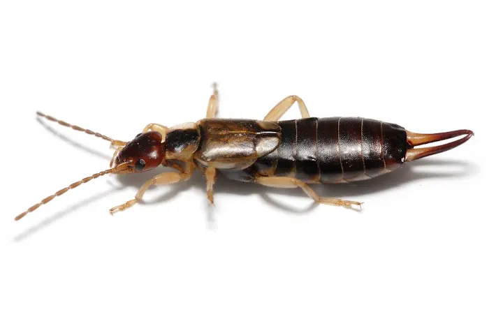 Rose Pest Solutions Picture 4