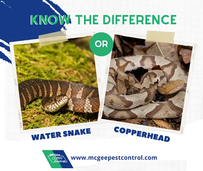 McGee Pest Control Inc Picture 2