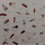 State-Line Exterminating