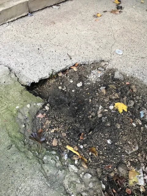 Superior Pest Solutions Picture 1