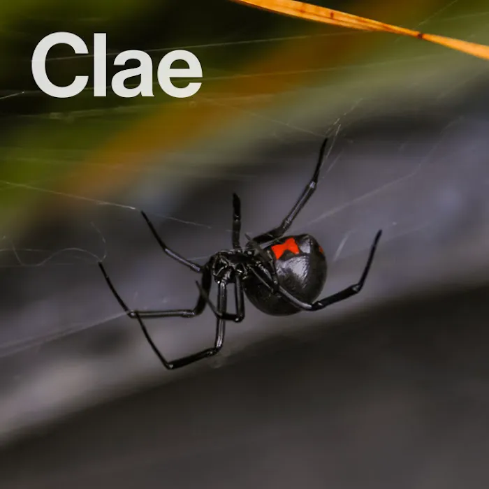 Clae Pest Control Picture 9
