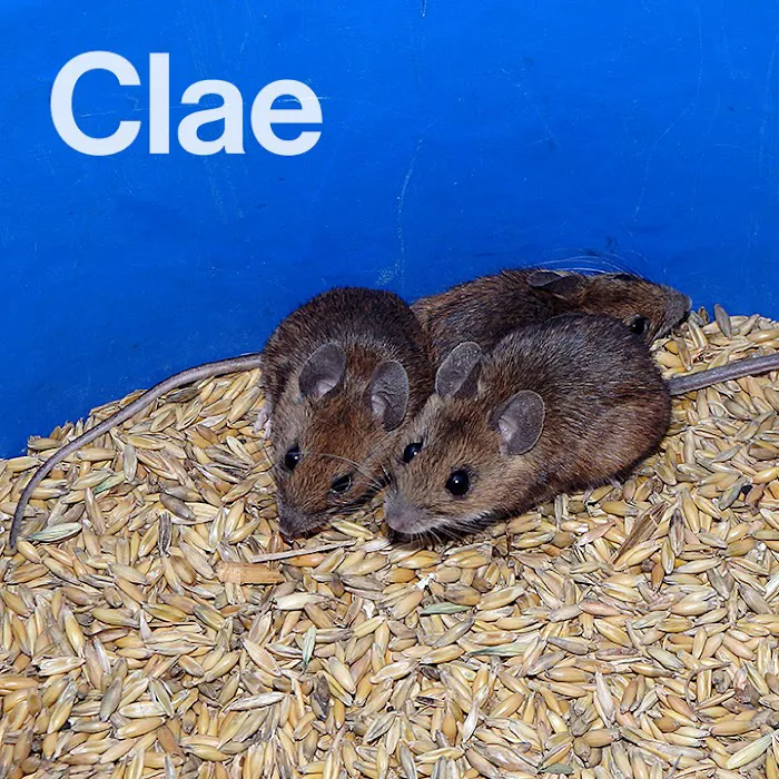 Clae Pest Control Picture 8