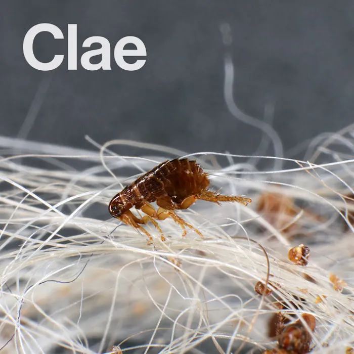 Clae Pest Control Picture 7