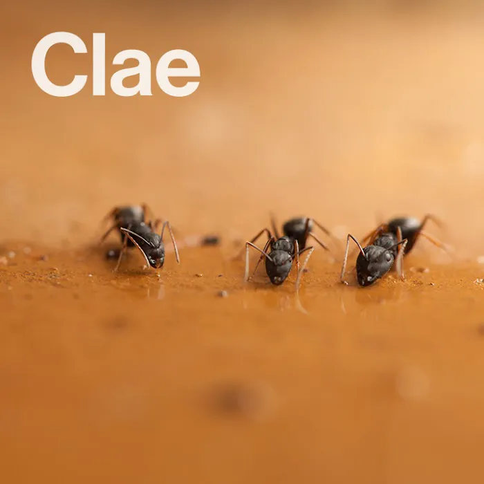 Clae Pest Control Picture 3