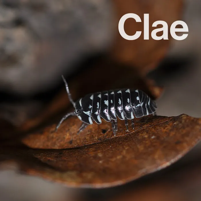 Clae Pest Control Picture 6