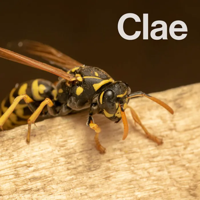 Clae Pest Control Picture 2