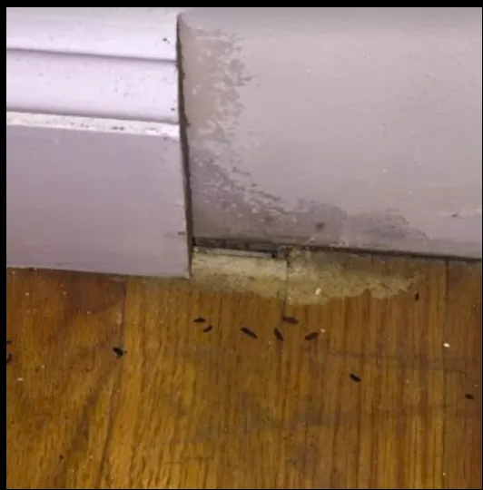 Royal Pest Elimination Picture 2