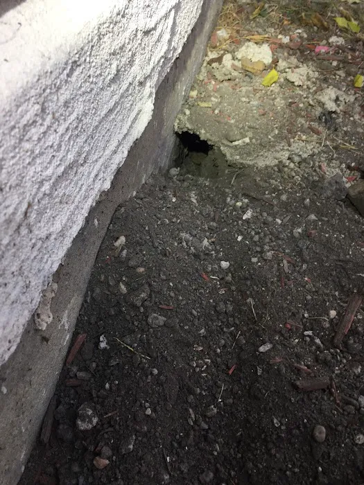 Royal Pest Elimination Picture 7