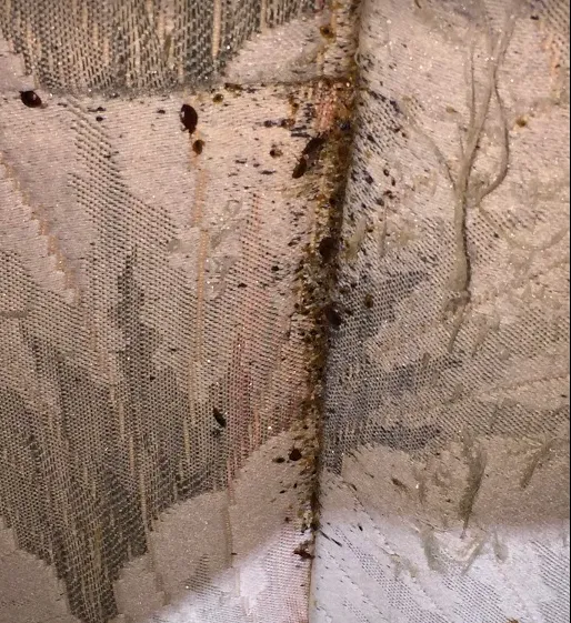 Royal Pest Elimination Picture 3