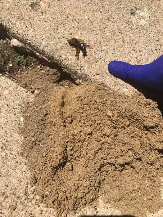 Eco Pest Solutions Picture 1