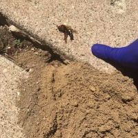Eco Pest Solutions ico