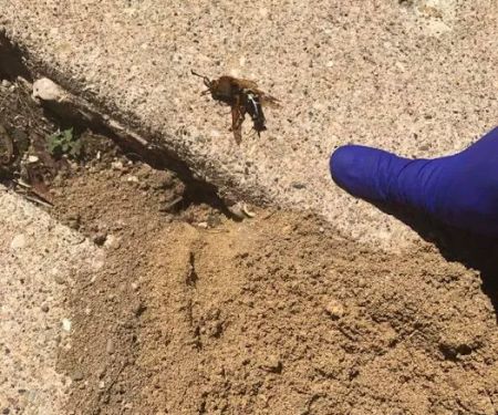 Eco Pest Solutions