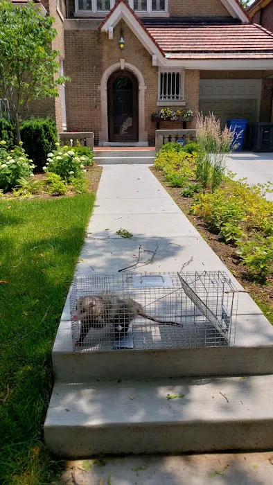 Pest Control Chicagoland, Inc Picture 3