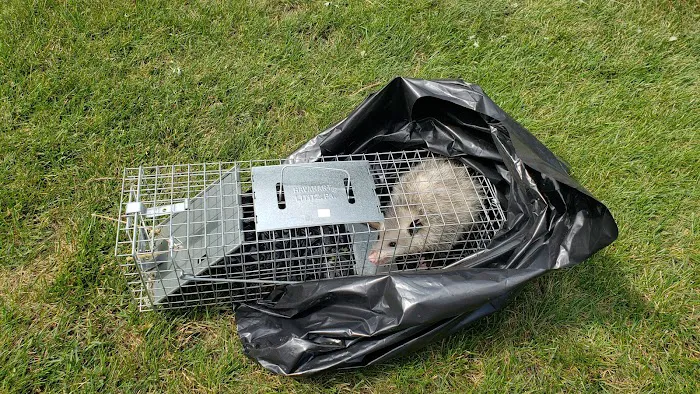 Pest Control Chicagoland, Inc Picture 7