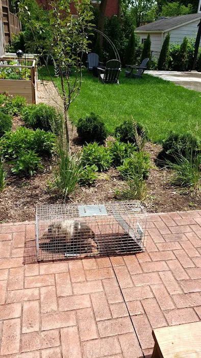Pest Control Chicagoland, Inc Picture 4