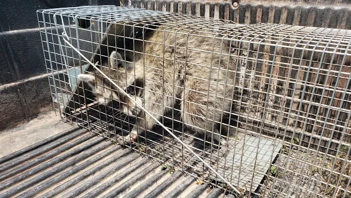 Pest Control Chicagoland, Inc Picture 1