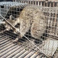Pest Control Chicagoland, Inc ico