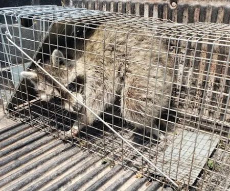 Pest Control Chicagoland, Inc