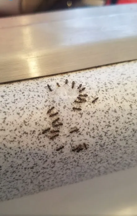Easy Way Pest Control Picture 4