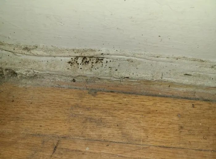 Easy Way Pest Control Picture 9