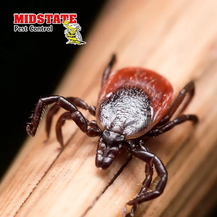 Midstate Termite & Pest Control Picture 6