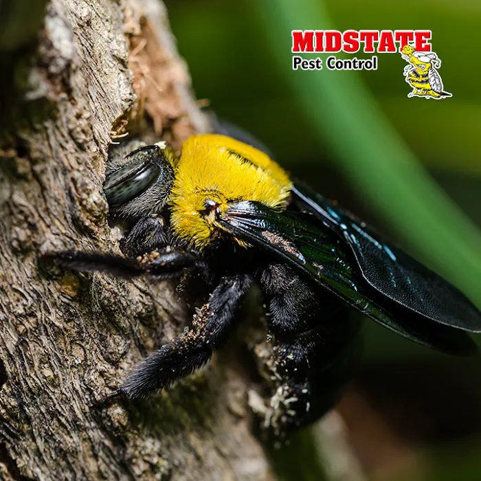 Midstate Termite & Pest Control Picture 7