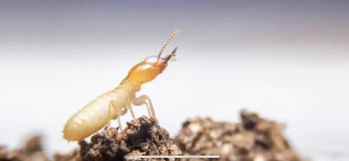 Central Tennessee Termite & Pest Control Picture 3