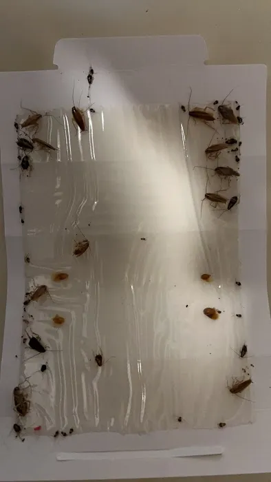 Midstate Termite & Pest Control Picture 1
