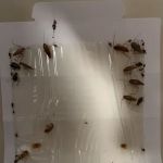 Midstate Termite & Pest Control