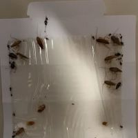 Midstate Termite & Pest Control ico