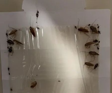 Midstate Termite & Pest Control