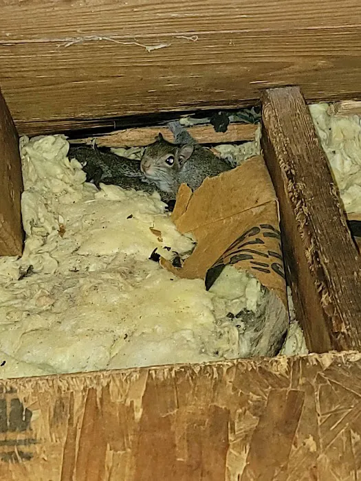 Atlanta Wildlife Solutions, LLC Picture 5