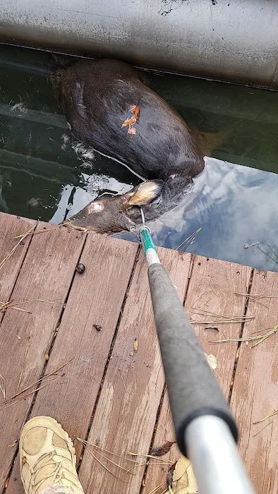 Atlanta Wildlife Solutions, LLC Picture 1