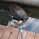 Atlanta Wildlife Solutions, LLC