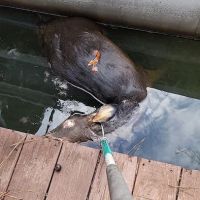 Atlanta Wildlife Solutions, LLC ico