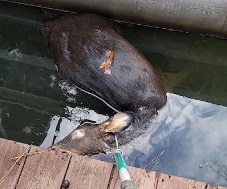 Atlanta Wildlife Solutions, LLC
