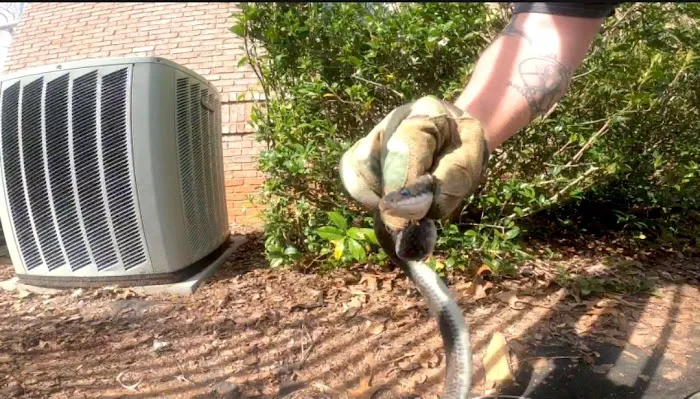 Atlanta Wildlife Solutions, LLC Picture 10