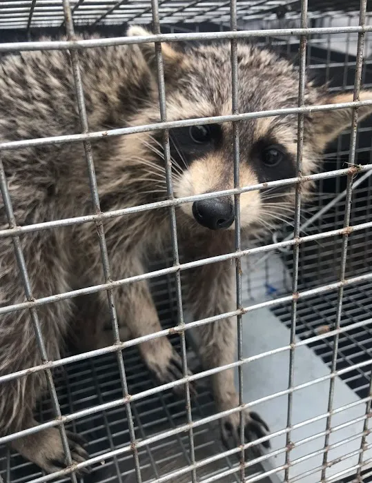Atlanta Wildlife Solutions, LLC Picture 3