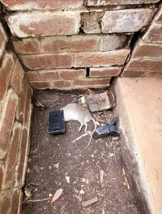 Atlanta Wildlife Solutions, LLC Picture 6